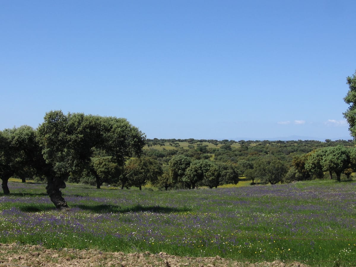 A dehesa em primavera perto de Trujillo, com azinheiras