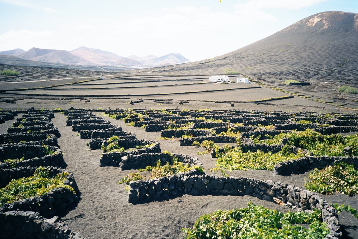 Muretas de pedra protegem as videiras nos campos de lava de La Geria